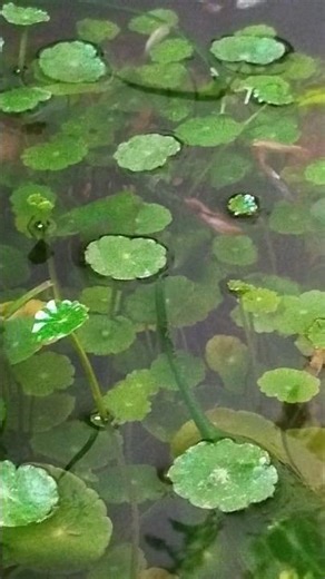 Simple fish pond Diy indoor fish pond Guppy Molly Platy Communitypond #guppyfish #mollyfish