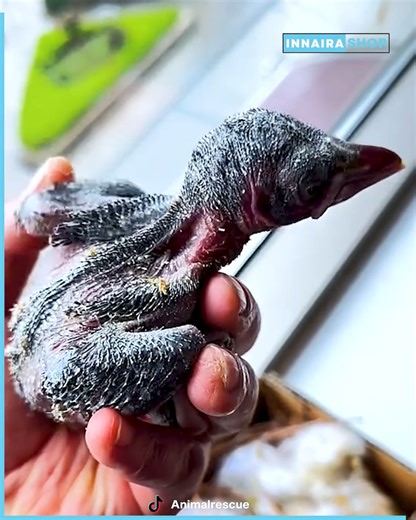 Roadside Crow Rescue Turns Into Unbreakable Bond 🐦💖 | Innaira Shop