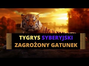 Tygrys Syberyjski - niewinne zwierzę czy niebezpieczny drapieżca ?