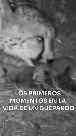 LOS PRIMEROS MOMENTOS EN LA VIDA DE UN GUEPARDO En estas imágenes podemos observar el nacimiento de un guepardo en el Hoedspruit Endangered Species Center (HESC) @hesc_endangeredspeciescentre , entidad que se especializa en el rescate y rehabilitación de ejemplares silvestres y se encuentra ubicado en Sudamérica. Las cámaras de monitoreo permitieron seguir de cerca el nacimiento de cuatro cachorros, hijos de Tammy, una hembra de nueve años que ha demostrado un notable instinto maternal. El guepa
