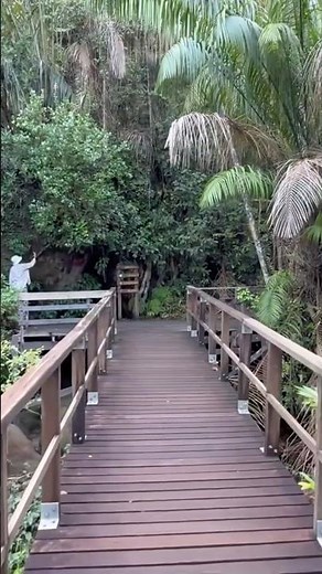 Borneo Jungle Stick Insect 🪵🌿 #borneo #rainforest #jungle #stickinsect