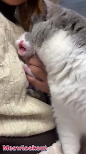 So adorable 🥰. #kitty #catlovers #love #pet #cat #fbreelsfypシ゚ #catlover | Meow Lookout