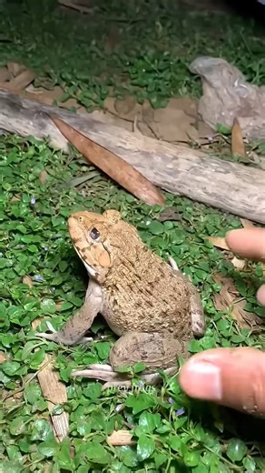 Funny frogs Catching |Wep wep🐒😂🥰💩 amazing frog 🐸🤡 #funnyvideos #cute