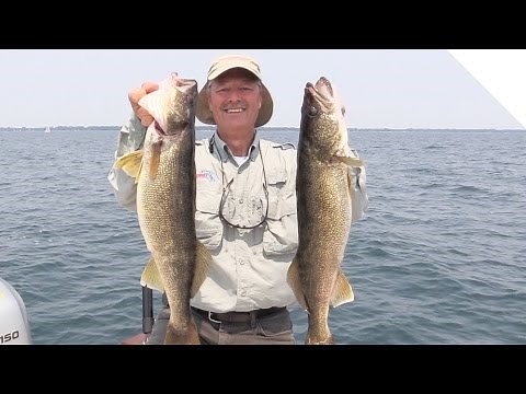 Big Lake Erie Walleye Caught while Down Rigging