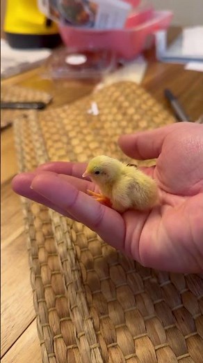 POV: you decided to raise button quail #diy #Lowesfinds