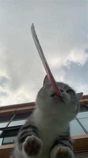 Oh No! Our Cat Stick Captured by a Tiny Leg Monster