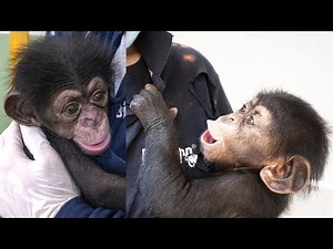 A Tiny Chimpanzee Named Ekon Is Giving Hope to His Entire Species