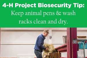 How you can reduce biosecurity risks in 4-H projects: Part 2