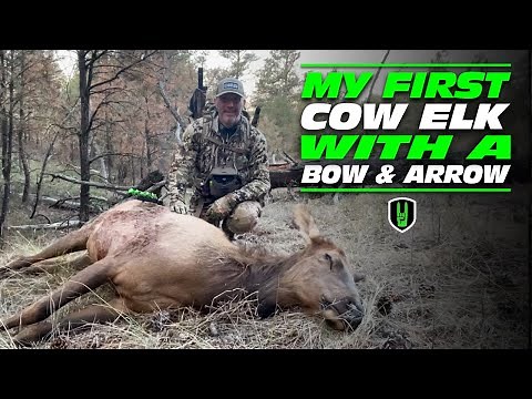 FIRST COW ELK WITH A BOW & ARROW