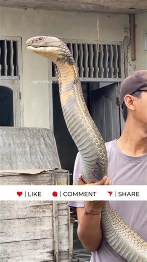 King Cobra: The Deadliest Pet
