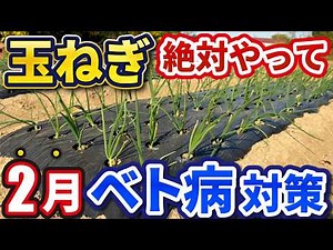 タマネギ栽培「べと病」完全攻略！2.3月に絶対やるべき3つのこと