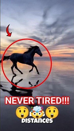 These animals NEVER get tired 😳 You won’t believe #1! #AnimalHacks #EndlessEnergy