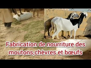 How to successfully raise sheep, goats and cattle 100/100