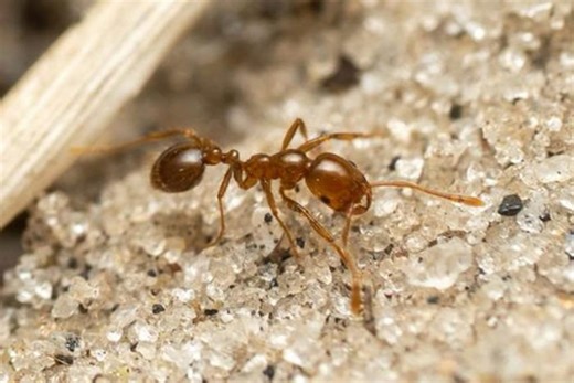 Invasive fire ants found in ancient Australian rainforest