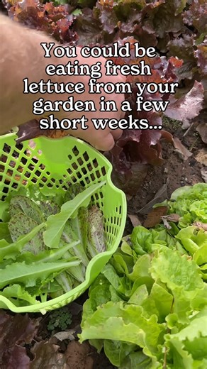 🥬 Did you know you can still plant lettuce in October in most places and be harvesting fresh salads in just a few weeks? 🍂 These cool-weather crops thrive in fall and grow fast - perfect for squeezing in one more round of homegrown greens before winter! What’s your favorite lettuce variety to grow? 👇 #FallGarden #GrowYourOwnFood #ParkSeed #FreshFromTheGarden #fallgardening #growinggreens #letsgrowsomethinggood | Park Seed