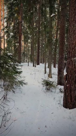 POV a Calm Forest Path