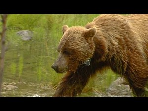 Bears spark excitement but present danger in national park