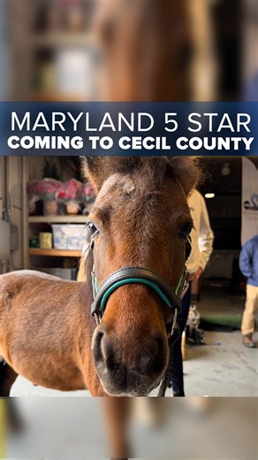 It's one of the top equestrian events in the world and it's coming back to Cecil County. The MARS Maryland 5 Star at Fair Hill p/b Brown Advisory runs October 17th-20th at Fair Hill. On Tuesday a special guest stopped by the WMAR studios to promote the event. Oliver is a mini horse from Full Moon Farm in Finksburg. Oliver's owner, Savannah Fulton, "It's a top-level competition. People are bringing their horses from all over the world, which is a huge endeavor, putting horses on a plane, putting