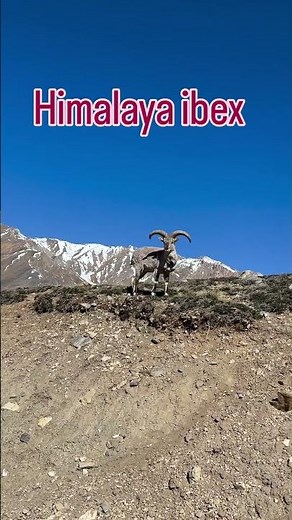 What Happens When Himalayan Ibex Meet Mountain Goats in the Wild?