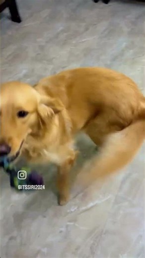 perfect line 👌#familychannel #petlover #goldenretriever #shortvideo #saport_karo_dosto