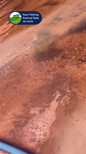 How good! Check out our first stocking of estuary perch for the season. Thyson from our Snobs Creek Hatchery released 10,000 into Lake Tyers, and 20,000 into the Gippsland Lakes (split between Newlands Arm and Hollands Landing). We first stocked Gippy Lakes with estuary perch back in 2020, when we made the lakes free of commercial nets. Its reputation as an estuary fishing hotspot continues to grow, offering top-notch black bream, dusky flathead and EPs to name a few. Stay tuned, we’re coming in