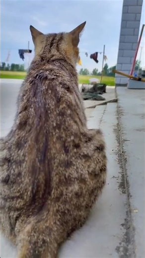 Meet Grumpy Cat – The Internet’s Most Iconic Frown!