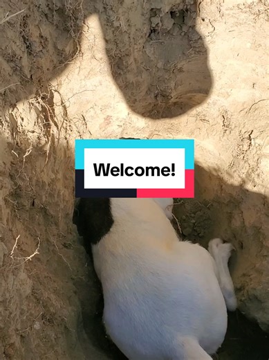 Understanding Working Terriers and Ethical Breeding