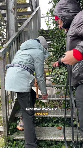 How to take a nice walk with your dog? #dogtraining #pets #four-leggedfriend #dog