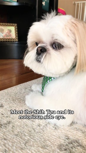 No one does a side eye better than a Shih Tzu 👀👁️🤣 #shihtzu #shihtzusoftiktok #shihtzulove #shih