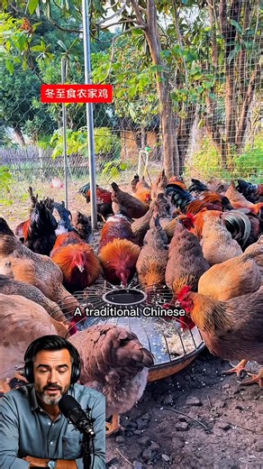 A traditional Chinese winter scene opens with farm-raised chickens in a rural village. | The Reaction Loop