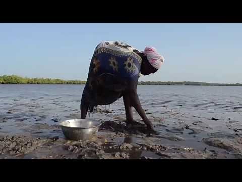 La mangrove du delta du Saloum Sénégal - PARTIE 1