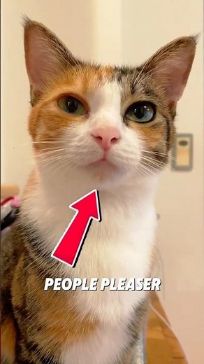 Can Cats Actually Mimic Human Speech? #catsounds #catshorts #shortsviral