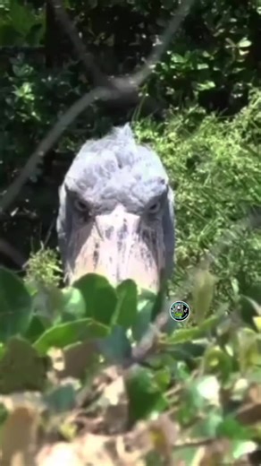 Discover the Unique Shoebill Stork Behavior