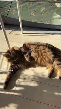 2026.2.22 猫の日なので愛猫のココちゃんをアップ#ねこのいる生活 #猫チューブ#にゃんにゃんにゃん