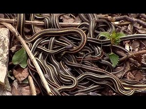 Canada’s snake pits are ALIVE & they’re the largest in the world