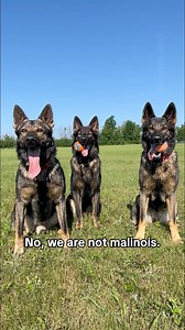 544K views · 18K reactions | Most people only recognize one “look” for German Shepherds. Sable is actually the original coat pattern, and it can show up light, dark, or anywhere in between — which is why they’re so often mistaken for something else. I’ve had to argue my own dogs’ breed more times than I can count… as if I don’t know the dogs I live with every day  #GermanShepherds #GSD #SableGermanShepherd #Sable | Jade the Sable GSD | Facebook