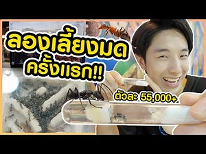 สัตว์เลี้ยงตัวใหม่!! นางพญามดนำเข้าจากตปท!! มดอะไรราคาตัวละ 55,000!!