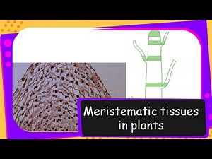 Science – Meristematic tissues in plants – Tissues Part 2 – English