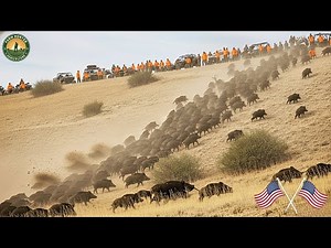 GIANT BOAR FIGHT! Best Wild Boar Hunts Footage, Deal with Invasive Wild Boars | wild boar hunting