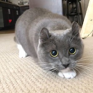 10 of the most weird-looking dogs! 🤣 | Naturee