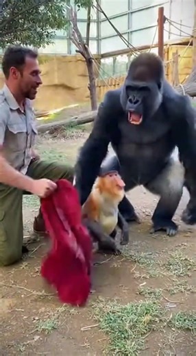 Gorilla Dad Was NOT Ready for That Magic😳