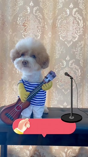 Adorable Dog Singing Poco Loco Funny Compilation