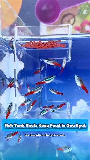 2-Layer Fish Feeder – Keep Food Contained and Water Clean