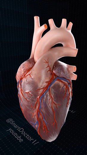 Close Up of a Beating Heart | (Full) 🫀 . . The human heart is a vital organ that pumps blood throughout the body, supplying oxygen and nutrients while removing carbon dioxide and waste products. Here are some key points about the human heart: Anatomy: The heart has four chambers: two upper atria and two lower ventricles. The right side pumps deoxygenated blood to the lungs, while the left side pumps oxygenated blood to the rest of the body. Valves: There are four main valves (tricuspid, pulmona