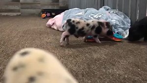 Watch Piglets playing with their puzzle on Amazon Live