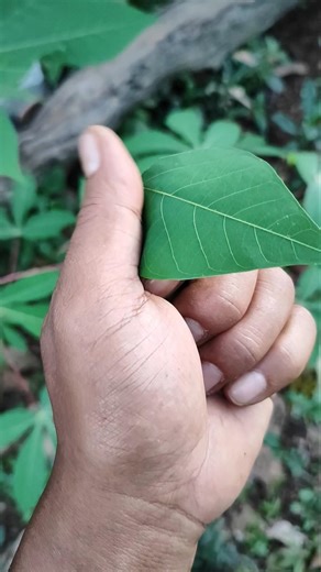 small and handsome 💖❤️💖 #anyuniqueanimals #insects #beetle