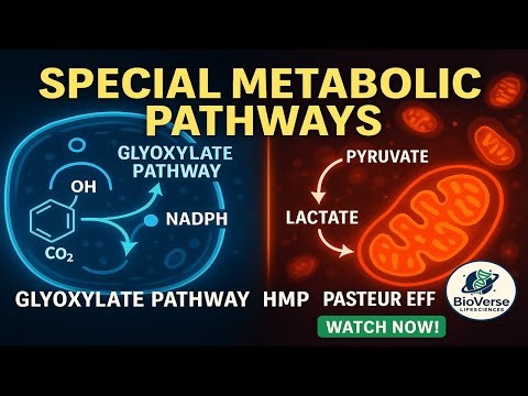 Cellular Respiration | ETS, PPP, Glyoxylate Cycle, RQ, Pasteur & Warburg Effect