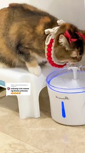 69K views · 2.7K reactions | Iba talaga pag princess HAHA | Wisa and the Cattos | Facebook