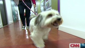 Dog wins 'Britain's Got Talent'