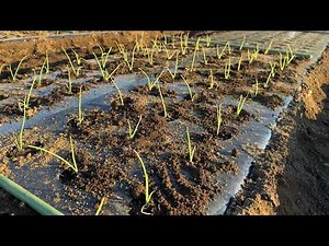 [Onion Growing] Drastically Improve Germination! Grow Strong Seedlings! (Tips for Sowing - Growin...